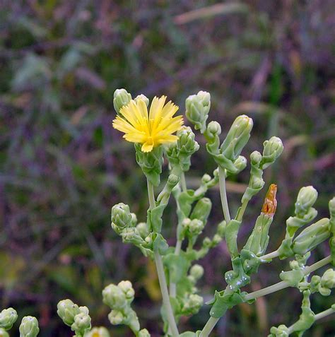 Lactuca sativa (cultivated lettuce): Go Botany