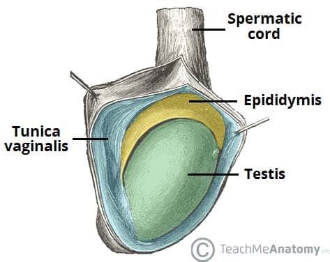 The Testes and Epididymis - Structure - Vasculature - TeachMeAnatomy