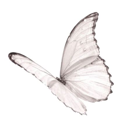 #butterfly #png #tublr #aesthetic #white #butterflies #fly #jpg #overlay #texture #overlays # ...