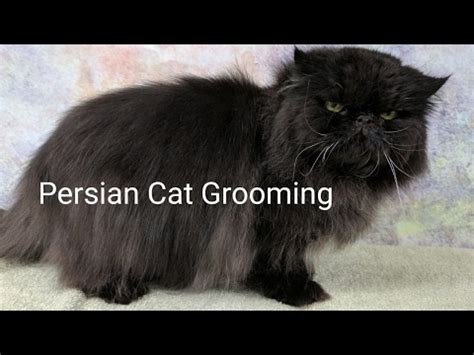 Persian Cat Grooming – HousePetsCare.com