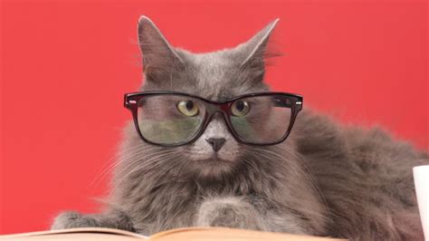 Funny Cat With Glasses Videos and HD Footage - Getty Images