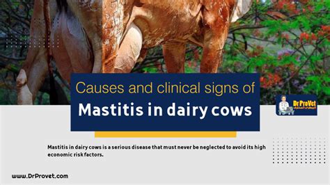 Causes and clinical signs of mastitis in dairy cows