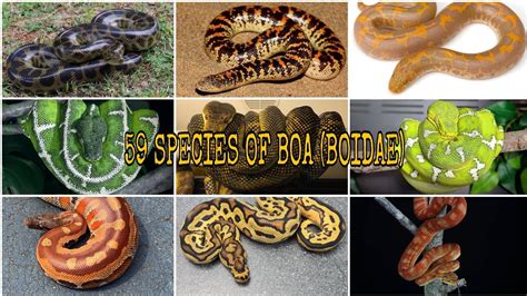 MOST COMPLETE !!! 59 SPECIES OF BOA (BOIDAE) - YouTube