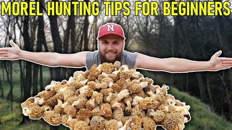 MOREL Mushroom Hunting Tips for BEGINNERS | Everything YOU Need To Know ...