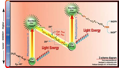 The Z-Scheme Diagram of Photosynthesis