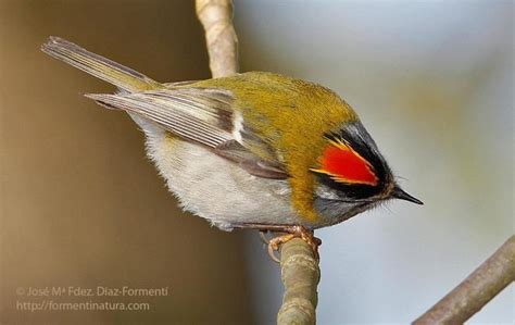 Common firecrest - Alchetron, The Free Social Encyclopedia