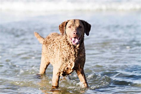 10 Best Dog Breeds for Swimming and Water Activities