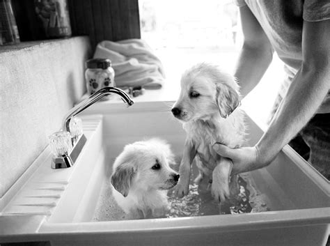 Bath time...loving this even more with the puppies! #UniversalTrim | Classic baths, Bath time ...