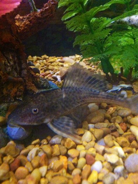 Sucker fish! | Fish, Fish pet, Plecostomus