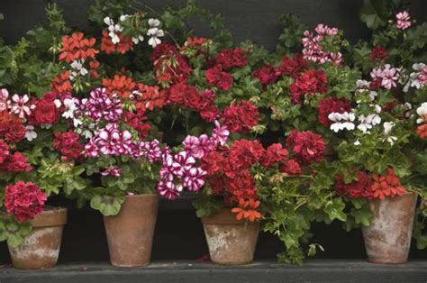 Pruning geraniums: how and when to do it - DIY Gardens