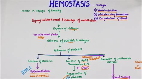 Hemostasis | Easy Flowchart | Physiology - YouTube