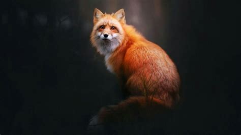 Fox Wallpapers - Wallpaper Cave