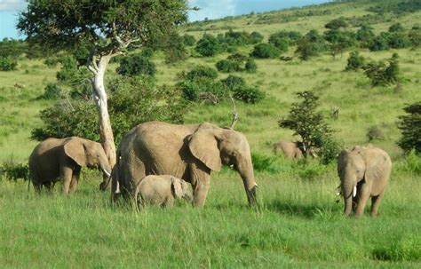 African elephant - some fascinating facts and pictures