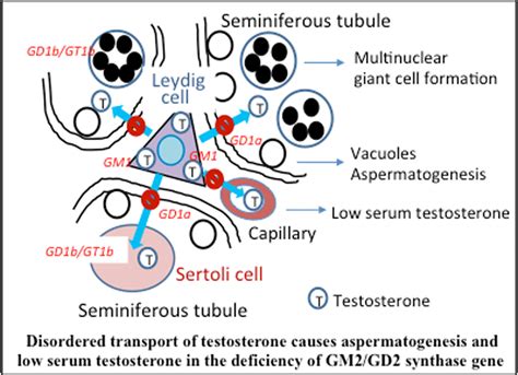 In the Limelight: Glycosphingolipids in Disease: FEBS Open Bio: Vol 13, No 9