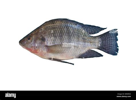 Oreochromis niloticus Freshwater fishes of Thailand Stock Photo - Alamy