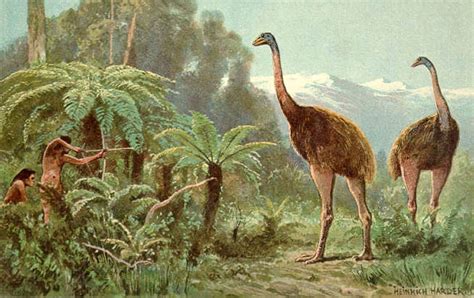 Why Did New Zealand's Moas Go Extinct? | Science | AAAS