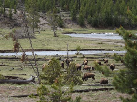 Buffalo Herd Yellowstone 5-2012 National Treasure, Herding, Yellowstone ...