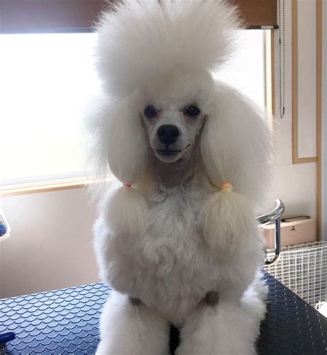 Grooming | Poodle, Groomer, Grooming