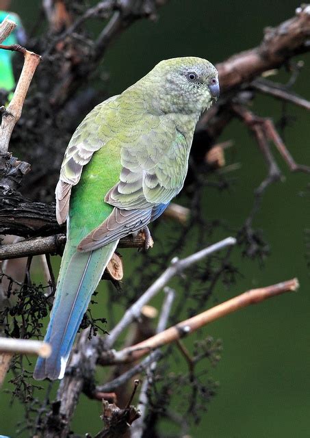 Red-rumped parrot female by Enchylaena, via Flickr | Birds | Pinterest | Photos, By and Parrots