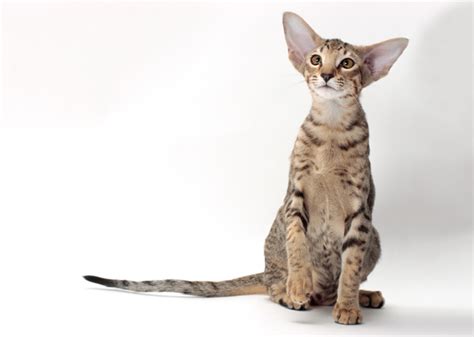 10 Cat Breeds With Big Ears — Photo Gallery - Vetstreet | Vetstreet