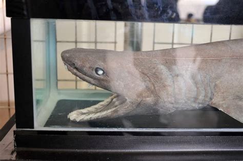 10 Extinct Creepy Sea Animals (With Photos) - A-Z Animals