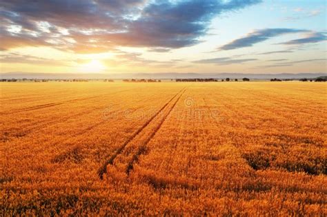 Sunset Over Wheat Field Stock Photo - Image: 32253030