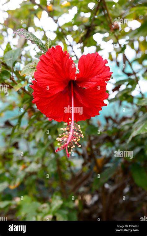 Beautiful red Hibiscus flower in a tropical garden, Cairns, Far North ...