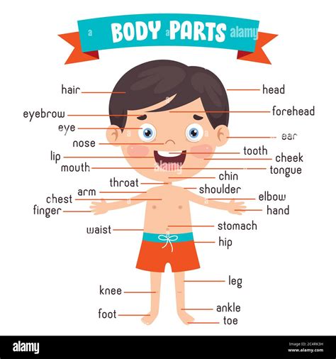 Funny Child Showing Human Body Parts Stock Vector Image & Art - Alamy