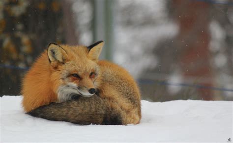 Meet Zorro The Fox Who Visits Me Every Day For The Last 3 Winters | Bored Panda