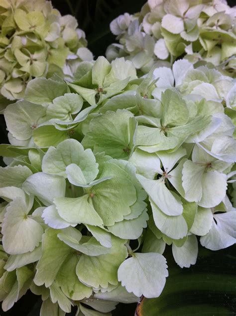 hydrangea | Green hydrangea, Most beautiful flowers, Beautiful flowers garden