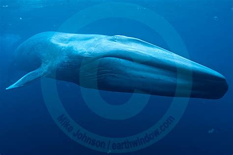 Blue Whale underwater photo MDSC0010