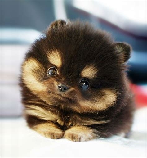 The Cutest Puppy In The World | Bored Panda