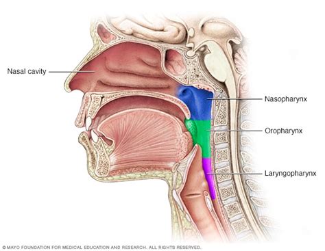 Parts of the throat (pharynx) - Mayo Clinic