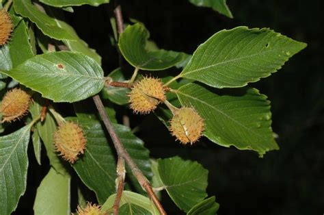 Fagus grandifolia - Alchetron, The Free Social Encyclopedia