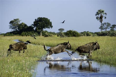 Wildebeest leaping over a river ~ WIlderness Safaris | Botswana safari ...