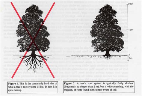 How Do Tree Roots Grow? | Research | Nate's Nursery