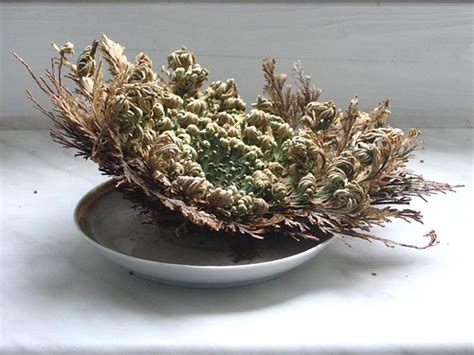 Rose Of Jericho Tattoo