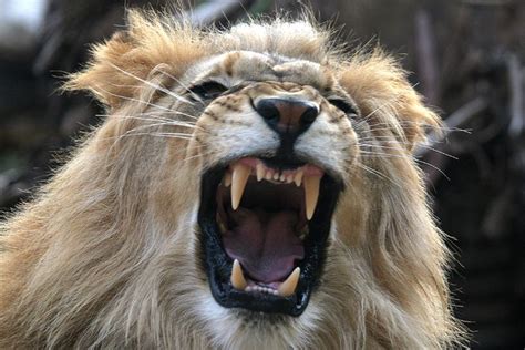 Lion - big teeth | Male lion, Animals, Beautiful cats