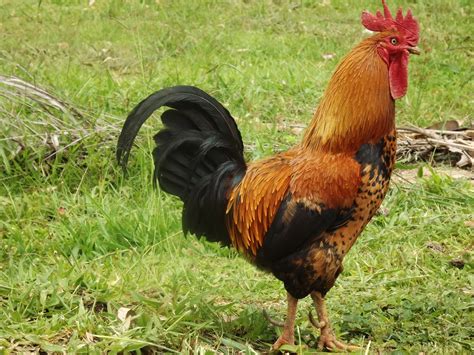 Free Images : nature, bird, farm, prairie, animal, beak, chicken, fowl, fauna, rooster, poultry ...