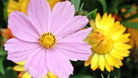 免费照片： 夏季, 花瓣, 自然, 植物, 粉红色的花朵, 花园, 植物, 开花