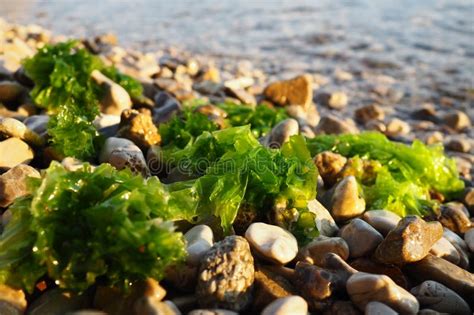 Ulva, a Genus of Marine Green Algae of the Ulvaceae Family. Many Species are Edible Sea Lettuce ...