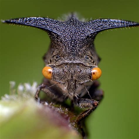 A bug's life: macro pictures of exotic insects by Rundstedt Rovillos