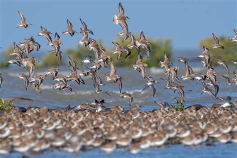 Considered one of Nature’s great wonders, birds from 29 countries fly ...