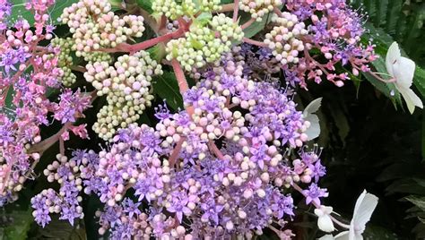 Hydrangea aspera Villosa (Rough-Leaf Hydrangea) - Keeping It Green Nursery