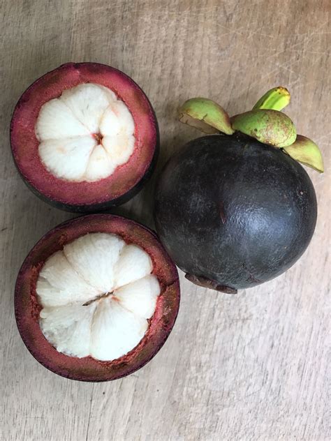 Purple Mangosteen Garcinia Mangostana Florida Tropical King Fruit Pot ...