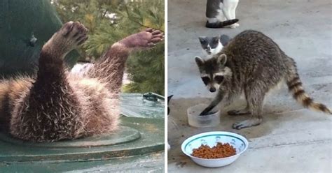 8 Times Raccoons Proved Their Reputation As Sneaky, Garbage-Eating Pests Was Way Off