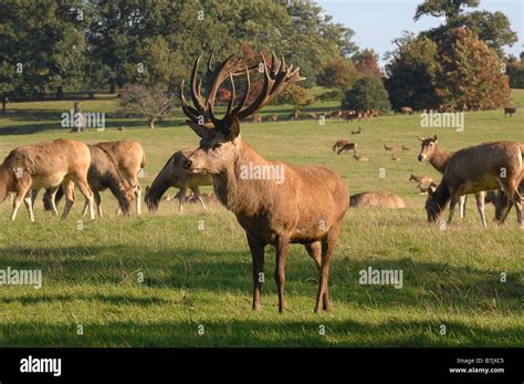 Red Deer grazing at woburn abbey deer park Stock Photo - Alamy