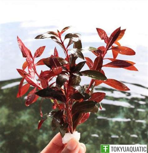 Ludwigia Repens Red Fresh Live Aquarium Tropical Aquatic Plants Decorations Tank | Planted ...