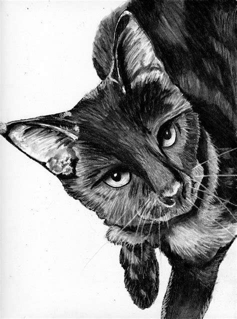 Cat Looking UP Drawing by Jay Johnston - Pixels