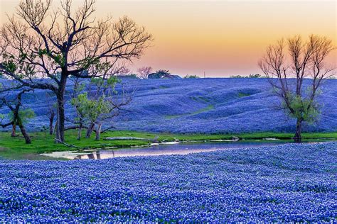 Texas Bluebonnets wallpapers, Earth, HQ Texas Bluebonnets pictures | 4K Wallpapers 2019